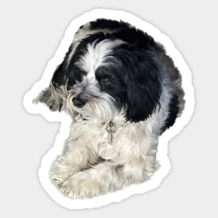 Havanese Toy Dog "Lulu" Sticker